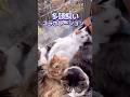 ６匹の猫！多頭飼いコラボレーション Sin cats! Multi - cat collaboration