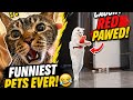 🐱 Funny Animals Compilation To Make Your Day Better!