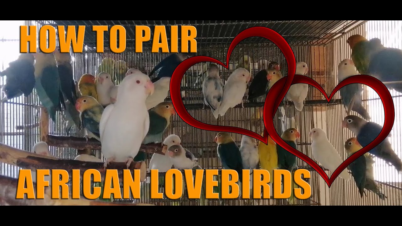 HOW TO PAIR AFRICAN LOVEBIRDS / DIFFERENT WAYS OF PAIRING AFRICAN LOVEBIRDS