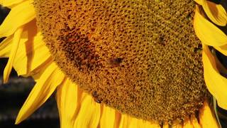 Bees in sunflowers