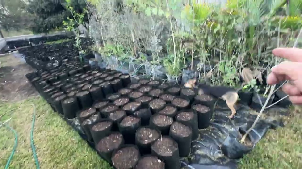 Te pasaste de plantas 😱