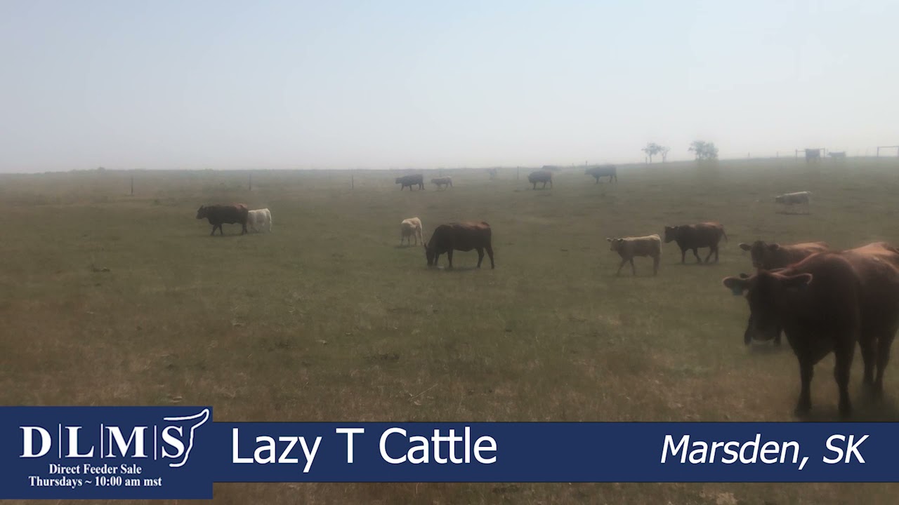 DLMS Direct - Lazy T Cattle - YouTube