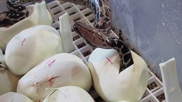 Sumatran Short Tail Python Hatching