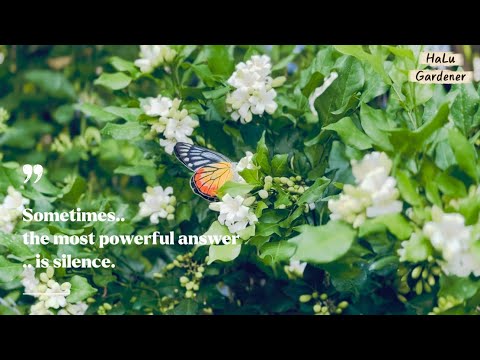 HALU GARDENER #16- “Sometimes the most powerful answer is silence.”/Relaxing Healing Music Playlist