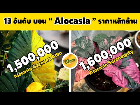 วีดีโอ: ราคาใน ฟีโอโดเซีย