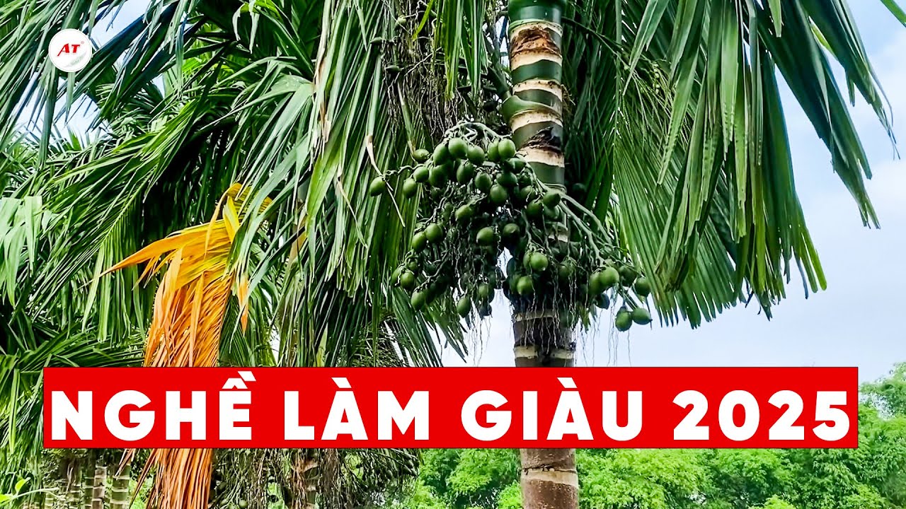 KHỞI NGHIỆP LÀM GIÀU VỚI CÂY CAU 2025
