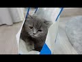 紙袋でかくれんぼする猫ちゃんが可愛すぎた!