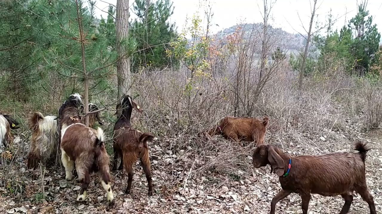 %50 UCUZA SATILIK GEBE HALEP KEÇILER..( TURKIYE DE GUZEL ZARAR ETTIK...)