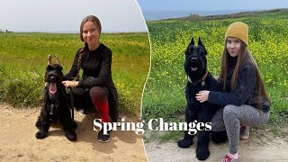 From Puppyhood to Adulthood | Ep.6 | Life with Giant Schnauzer by Life With Giant Schnauzers 6,119 views 1 year ago 10 minutes, 15 seconds