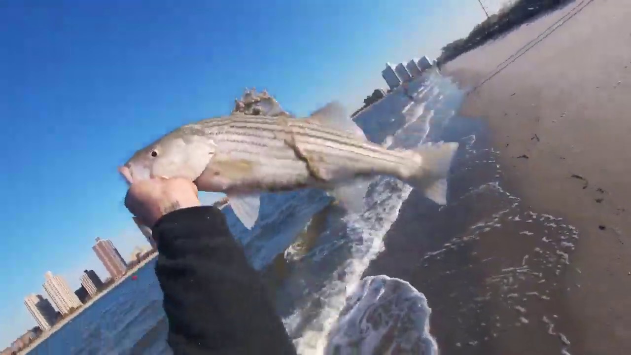 STRIPED BASS SURF FISHING SOUTH SHORE LONG ISLAND!!!PT 2 NOVEMBER YouTube