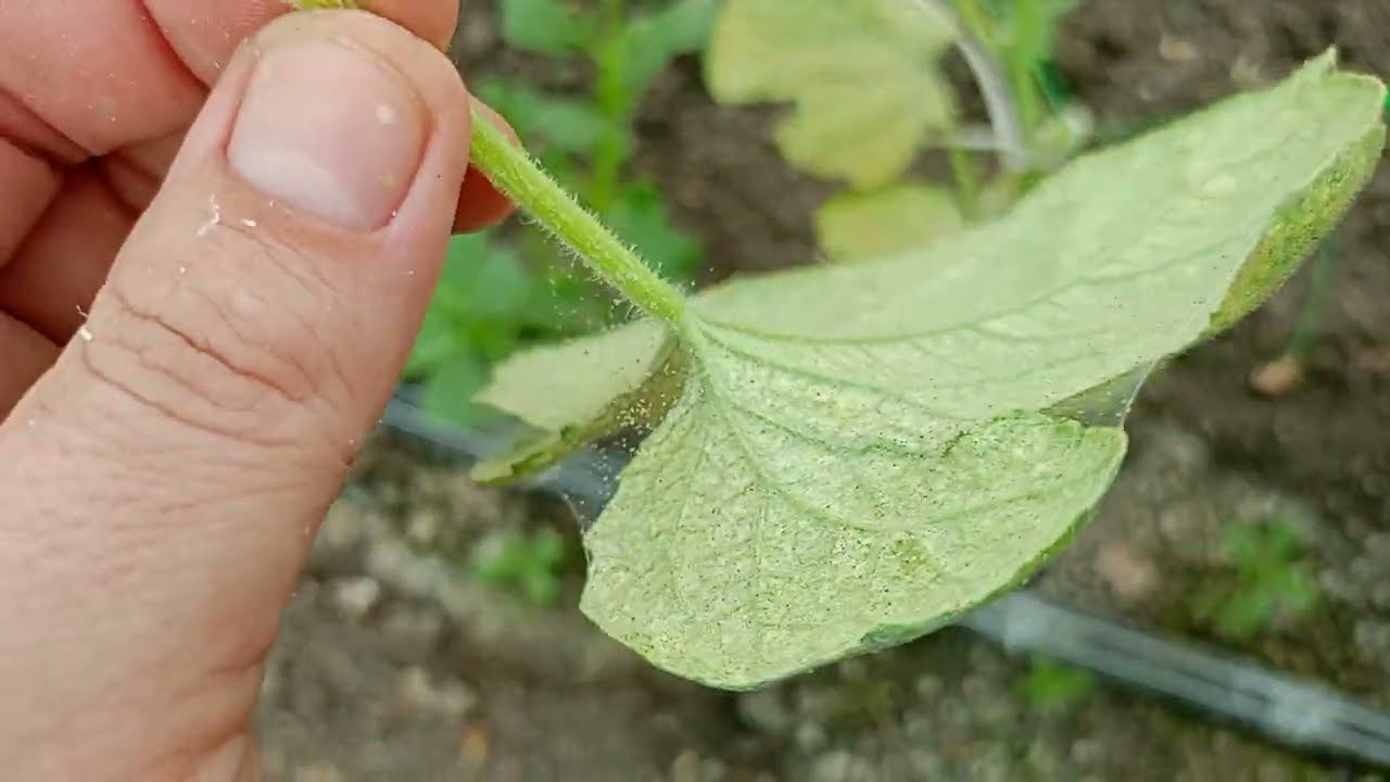 За три дена Решихме проблема с Краставиците | Вече има завързани Краставици | Видим Резултат