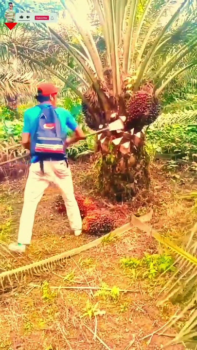 #malaysia #palm #oilpalm #work #palmplantation #tropicaltree #malaysia2023 #oilpalmplantation new