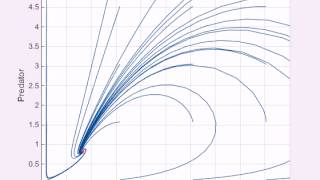 Famous Biologicial System - Prey Predator - deterministic bifurcation Wealth