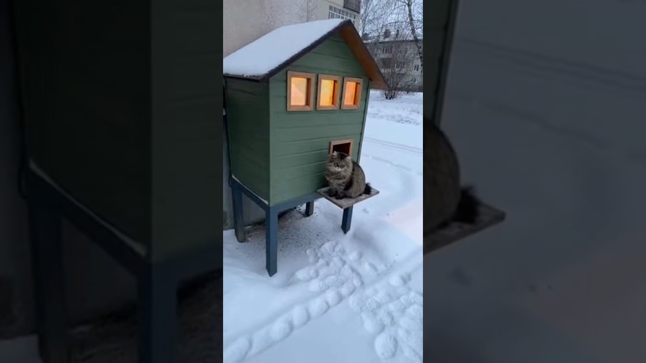 Подписчик прислал видео вот с такой историей, присоединяйтесь люди😸. 