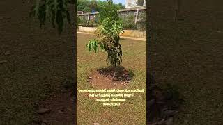 ഗാർഡൻ വർക്കുകൾക്ക് വിളിക്കുക മലപ്പുറം perl grass, beffellow, Mexican, Bangalore