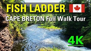 FISH LADDER Full Walking Tour @ CAPE BRETON CANADA [4K]