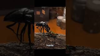 This Tiny Beetle Has Insane Strength This Tiny Beetle Has Insane Strength