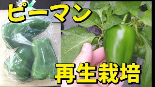 ピーマンの再生栽培　誰でもできる！買ってきたピーマンから育てて収穫する試み