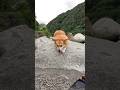 河原歩きが好きなコーギー / The Corgi who loves exploring the rocky riverbed. #コーギー #corgi