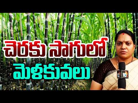 Sugarcane Cultivation Tips | చెరకు సాగులో మెళకువలు | Matti Manishi | 10TV - 10TVNEWSTELUGU
