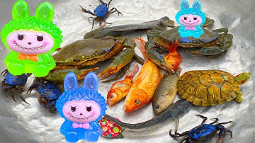 Kem Ốc Chanel ra bờ ao bắt cá trời mưa: cá rô lách, con cua, con rắn, con rùa, gặp cá sấu săn Labubu