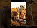 White Lion Caught #whitelion #whitelions #lioness #lion #wildlife #wildanimals #documentary #shorts