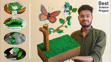 How to make butterfly life cycle model for science exhibition
