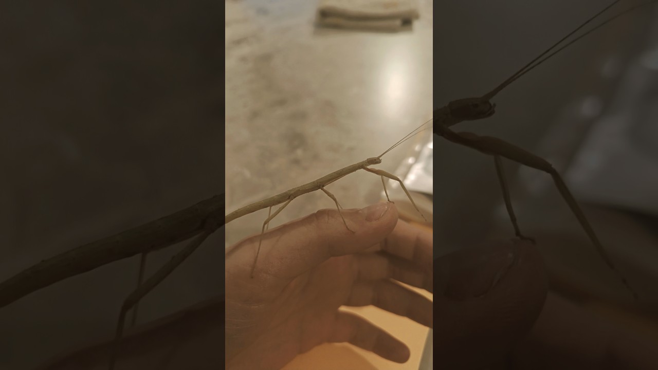 update on my fish and stick insects and my Christmas tank 