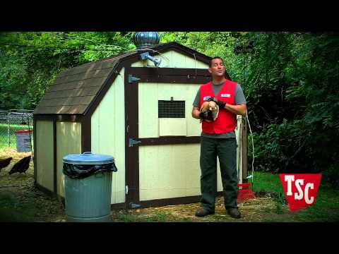 How to Recognize and Treat Poultry Mites and Lice | Chicken Care | Tractor Supply Co.