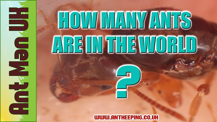 How Many Ants Are In The World - TAKE A GUESS !!
