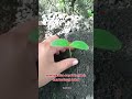 menanam bibit timun dikebun#petaniorganik#tanamanorganik#tanamankebun#followers#internasional