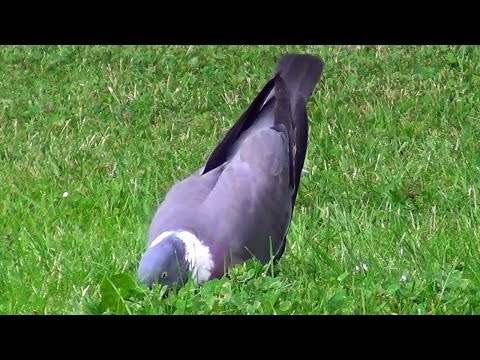 TÉLÉCHARGER CHANT PIGEON RAMIER MP3 PIGEON RAMIER CHANT MP3 TÉLÉCHARGER