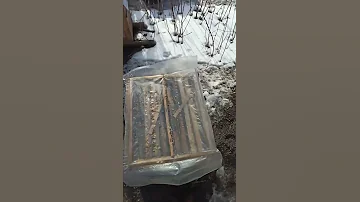 пол рамки пчел перезимовало