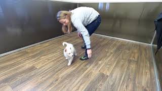Volhard puppy aptitude test - BALÚ BEETLE Niktel