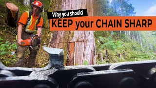 Keep That Chain Sharp | Bucking Blowdown Strategy on a Hill