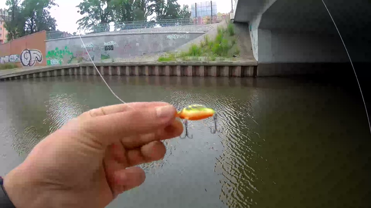 Okoń na zawołanie | Wrocławski kanał miejski