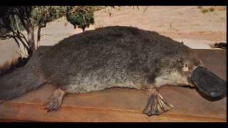 Ornithorhynchus Anatinus
