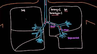 Bronş Ağacı (Sağlık ve Tıp) (Solunum Sistemi Fizyolojisi)