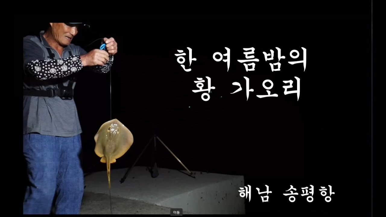 해남 황가오리3마리 하모 2마리 - YouTube