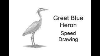 Great Blue Heron Time-lapse / Speed Drawing