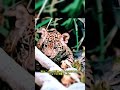 野生の頂上決戦が始まった! 花豹大战巨蟒! #野生の戦い #ヒョウの家族愛 #動物ドキュメント #親子の絆 #守る力