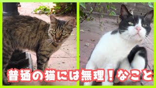 大笑い!食べ物を取るか忠誠心をとるか悩み抜いた猫が可愛すぎ!!賢い