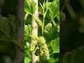 Mulberry Growing Timelapse 🍇 From Seed to Sweet Berries! #shorts #tranding #ai #fruit #nature