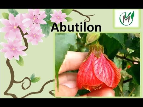 Vídeo: Abutilon (60 Fotos): Cuidar El 