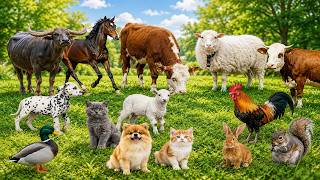 Learn Animals Sounds for Kids ZOO