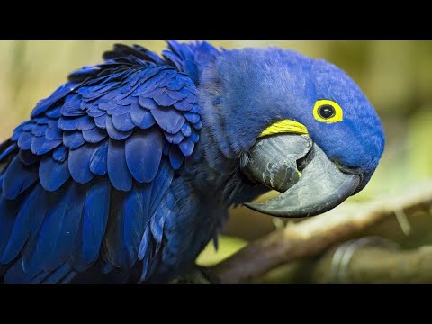 Arara Azul; Alimentação, Reprodução e Preço