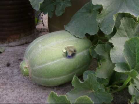 Escohotado Antonio El Cultivo Hidropnico