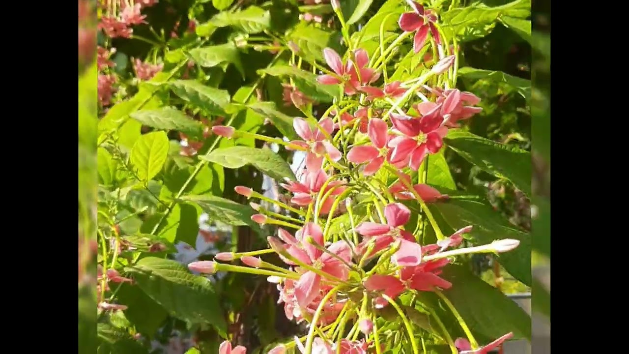 Combretum indicum | Rangoon Creeper || Quisqualis ||