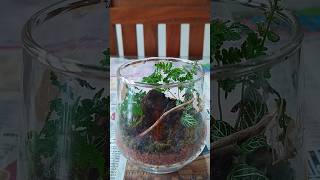 Miniature Forest Terrarium 💚🌎 #ninjusvlog #nature #terrarium #shorts