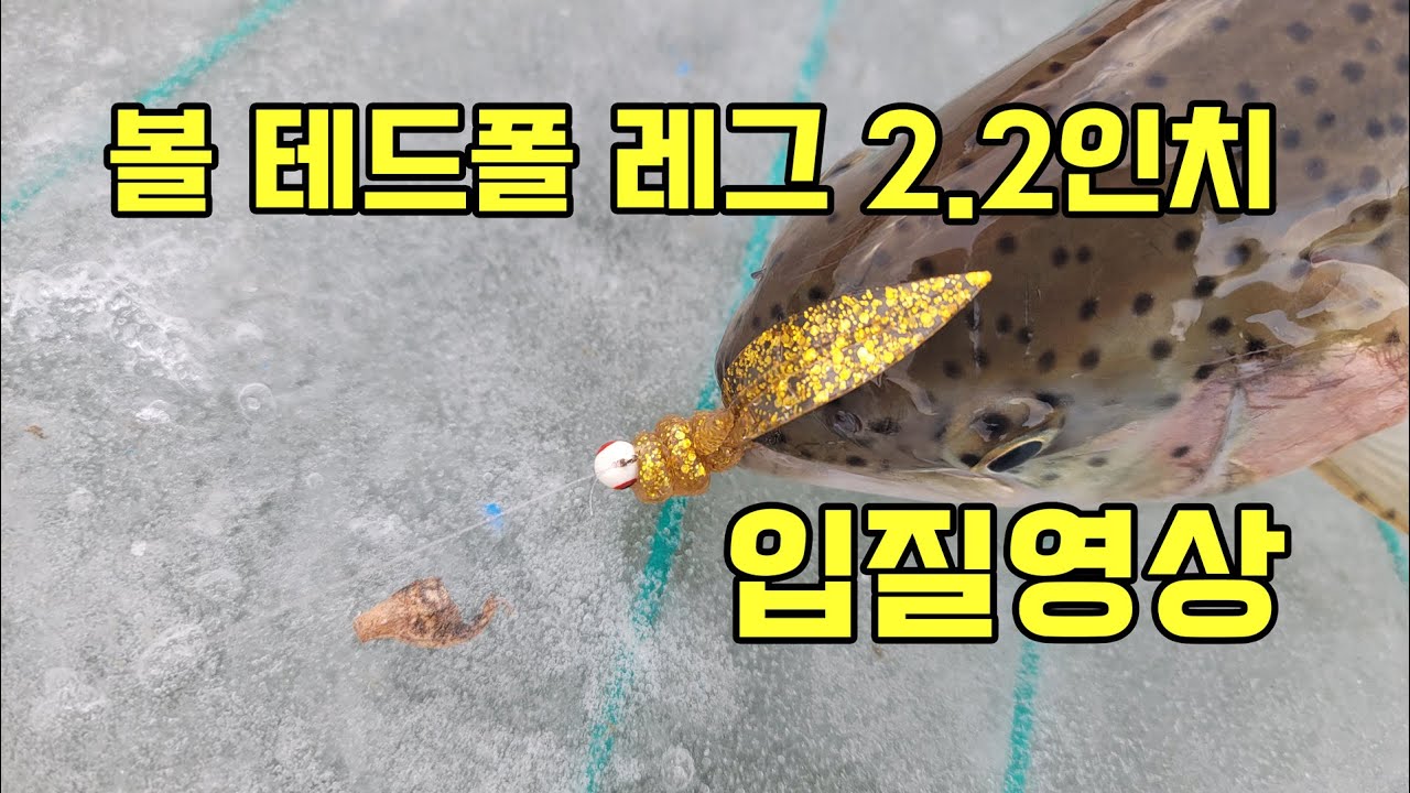 테드폴레그 입질영상